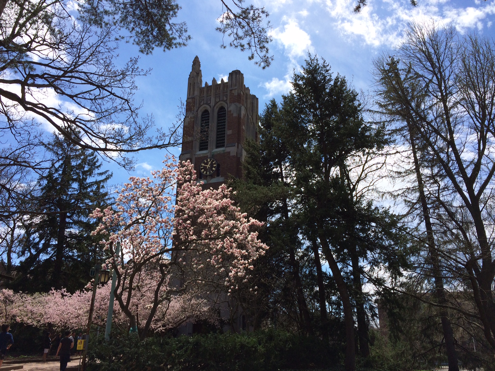 Blossoming trees near Beaumont Tower one May afternoon in 2018.