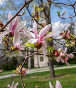 Beaumont Tower and magnolia blossoms. Image conveys spring at MSU