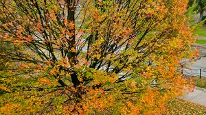 fall leaves on a tree from above