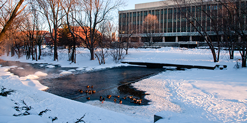 Red Cedar River with ducks during winter