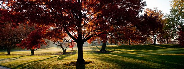 red leaves on a tree with the sunlight shining above the grass and through the trees