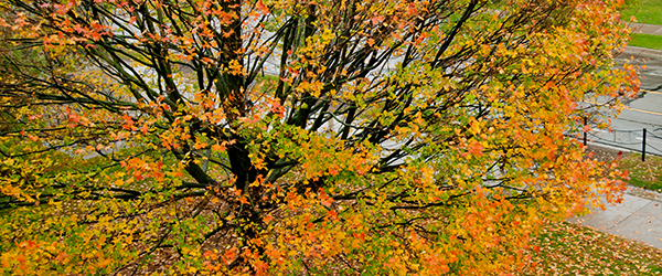 top view of a tree full of fall leaves