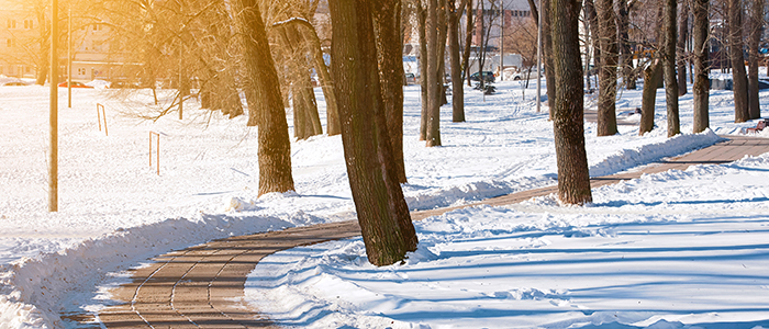 walkway lined with trees through a snow covered landscape