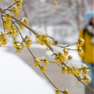 Yellow flowers on a tree branch foreground a student in a yellow jacket walking down a sidewalk. The branch and flowers are covered in a light snow. 